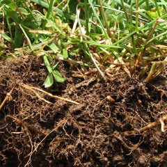 Episode 1: What does organic matter do for your soil?