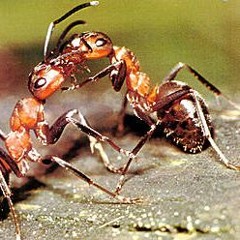 Ordnungsamt et la politesse  - 6 Beine