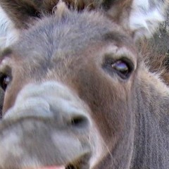 Donk Step