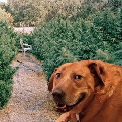 doggo escobar