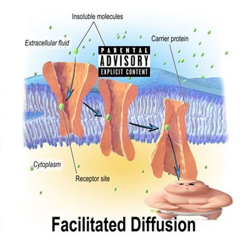 Stream Facilitated Diffusion (Passive Transport II) by Sodium Potassium