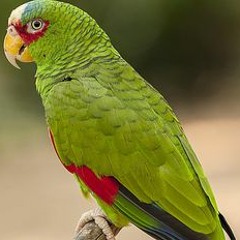 the parrot that went above and beyond