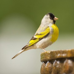 Lawrence's Goldfinch Song