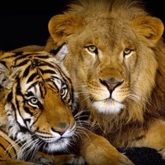 Lion & Tiger - Deep
