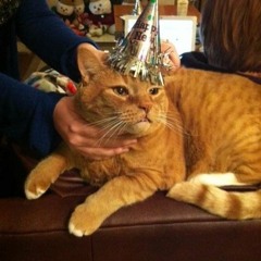 Un chat dans l'caisson