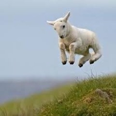 Baby Lambs Leaping (Track 5 - Spring)