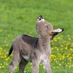 Little Donkey (Dusty Road Mix) A>M>B>A