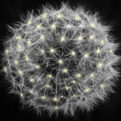 Cariad Braf (gyda / with Broko G)