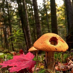 Provide (freestyle) (prod. x)