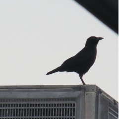 Dry Arid Ambience (roughest of mixes)