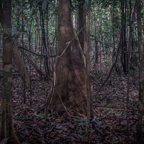 Thunder & rain during the night in the Amazonian Forest