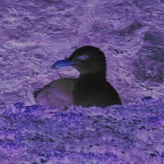 Minadedrama - Glacial (Ullapul remix)