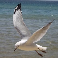Birdsong