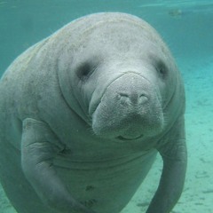 Manatee