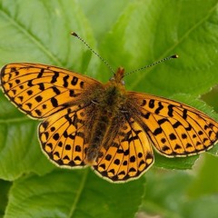 Sonic Butterflies (WIP)