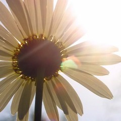 Flowers in the Sun (November set)