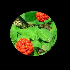 Ginseng