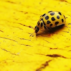 bodak yellow (live redux)