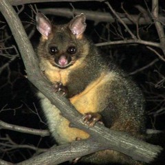Can't Stop Looking at the Fat Possum Picture (Self-Help Blog Post/Semi-Academic Article Included)