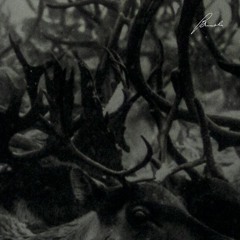 Company - Prosody (12")