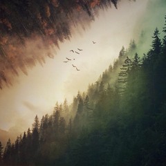 Walking Through Pine Trees