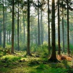Forest Paths