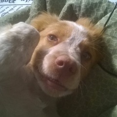 Benoit Lamothe - Salade , Tomate , Oignon , Sauce Algérienne (Rack.u Records)