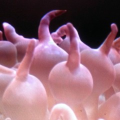 The Eclipse - 12:29:16, 12.19 PM