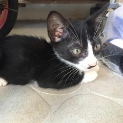 ( Chị Google ) Diss Người Yêu Cũ - Nihdy (Rap Chửi Người Yêu Cũ Hay Nhất )