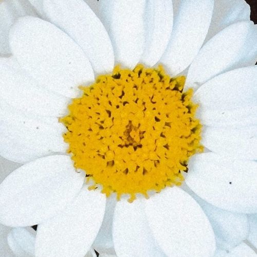 Massambawa Bootleg (Remix by KrawKraw)