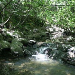 Creek Water