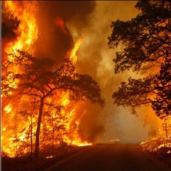 Wildfire First Draft