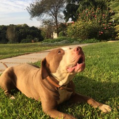 Beefin Now (Don_Sean x Mince Moodz x Chawa)