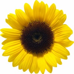 A Flower Is Not A Flower