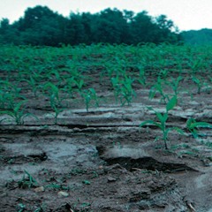 Stop and Smell the Guano: How Fertilizers Saved the World - Episode 837