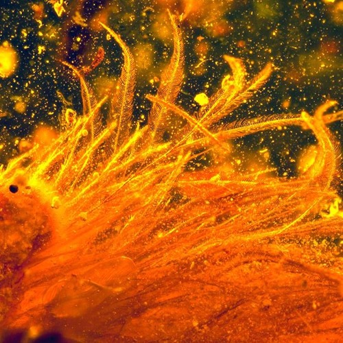 Climate Change Ripples ~ Open Collab PLAYLIST Invite ~ Please Read