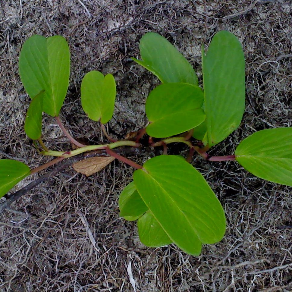 Yotto, Personal Space – Transition