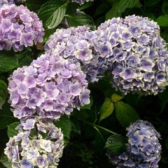 《紫陽花》