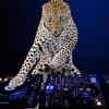 Download DJ MAULANA Jaran Goyang Remix Dangdut Koplo Super Joss Mari Kita Bergoyang DJ MAULANA Jaran Goyang Remix Dangdut Koplo Super Joss Mari Kita Bergoyang