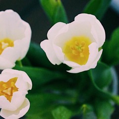 بروحي من تذوب عليه روحي -