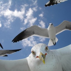 RhY & Mifo - Говорят, это чайки. (They say it's seagulls).