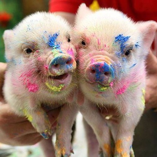 Η ρ/φ Ελληνοφρένεια της 9ης Νοεμβρίου 2017