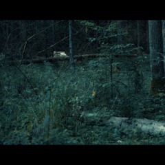 My Body Is The Forest The Forest Is My Body