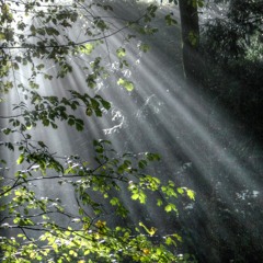 Misty Glade (free DL/Donation via Paypal)