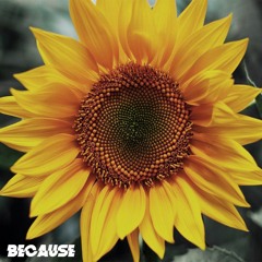 sunflower // because