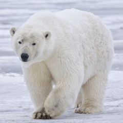 Arctic. Gabelovesasians ft. T Pot rough draft prod iamtash