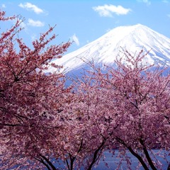 sakura sakura