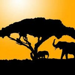 Safari RWK
