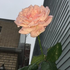 Wet Rose (Don't Beg)