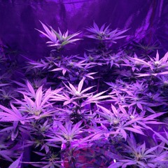 Trunks | @OfficialCert